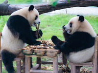 Giant pandas Xing Xing and Chen Chen have dinner at the Chongqing Zoo in Chongqing, China, on October 6, 2024. (