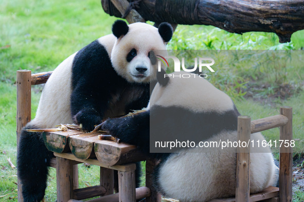 Giant pandas Xing Xing and Chen Chen have dinner at the Chongqing Zoo in Chongqing, China, on October 6, 2024. 