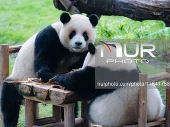 Giant pandas Xing Xing and Chen Chen have dinner at the Chongqing Zoo in Chongqing, China, on October 6, 2024. (