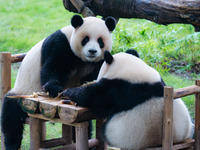 Giant pandas Xing Xing and Chen Chen have dinner at the Chongqing Zoo in Chongqing, China, on October 6, 2024. (