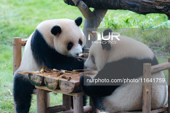 Giant pandas Xing Xing and Chen Chen have dinner at the Chongqing Zoo in Chongqing, China, on October 6, 2024. 