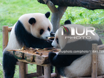 Giant pandas Xing Xing and Chen Chen have dinner at the Chongqing Zoo in Chongqing, China, on October 6, 2024. (