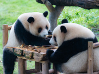 Giant pandas Xing Xing and Chen Chen have dinner at the Chongqing Zoo in Chongqing, China, on October 6, 2024. (