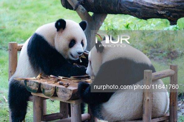 Giant pandas Xing Xing and Chen Chen have dinner at the Chongqing Zoo in Chongqing, China, on October 6, 2024. 