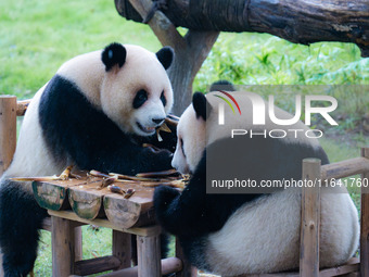 Giant pandas Xing Xing and Chen Chen have dinner at the Chongqing Zoo in Chongqing, China, on October 6, 2024. (