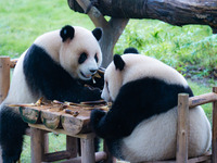 Giant pandas Xing Xing and Chen Chen have dinner at the Chongqing Zoo in Chongqing, China, on October 6, 2024. (