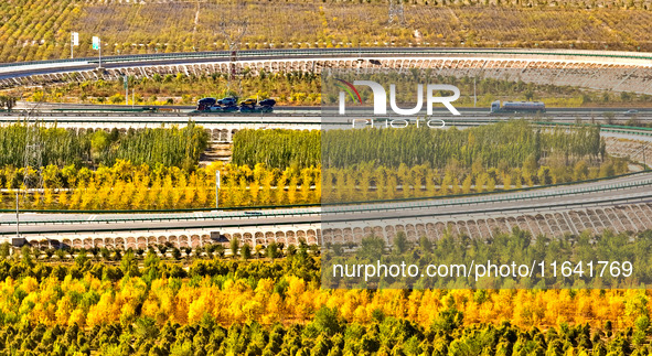 Trucks run on a highway along ecological shelterbelts along the Heihe River in Zhangye, China, on October 6, 2024. On both sides of the trai...