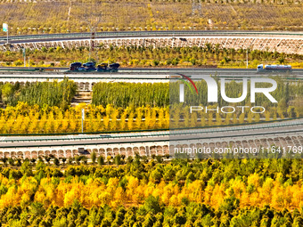 Trucks run on a highway along ecological shelterbelts along the Heihe River in Zhangye, China, on October 6, 2024. On both sides of the trai...