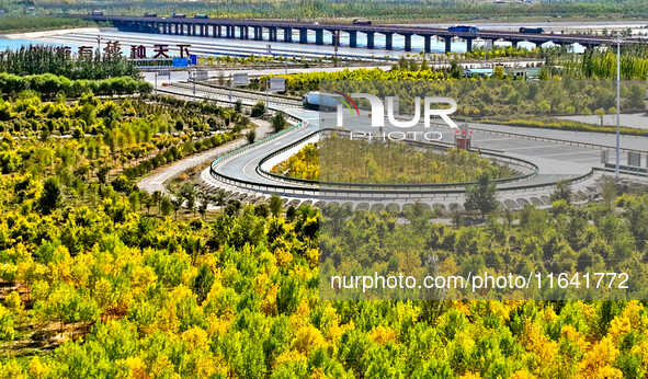 Trucks run on a highway along ecological shelterbelts along the Heihe River in Zhangye, China, on October 6, 2024. On both sides of the trai...