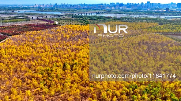 Ecological shelterbelts line the banks of the Heihe River in Zhangye, China, on October 6, 2024. 