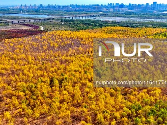 Ecological shelterbelts line the banks of the Heihe River in Zhangye, China, on October 6, 2024. (