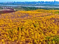 Ecological shelterbelts line the banks of the Heihe River in Zhangye, China, on October 6, 2024. (