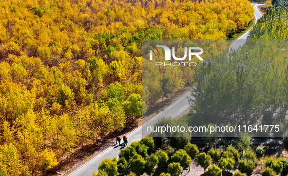 Ecological shelterbelts line the banks of the Heihe River in Zhangye, China, on October 6, 2024. 