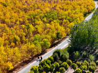 Ecological shelterbelts line the banks of the Heihe River in Zhangye, China, on October 6, 2024. (