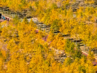 Ecological shelterbelts line the banks of the Heihe River in Zhangye, China, on October 6, 2024. (