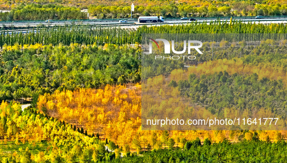 Ecological shelterbelts line the banks of the Heihe River in Zhangye, China, on October 6, 2024. 