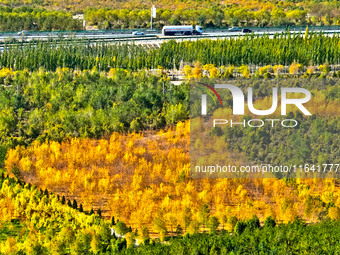 Ecological shelterbelts line the banks of the Heihe River in Zhangye, China, on October 6, 2024. (