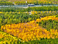 Ecological shelterbelts line the banks of the Heihe River in Zhangye, China, on October 6, 2024. (