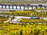 Trucks run on a highway along ecological shelterbelts along the Heihe River in Zhangye, China, on October 6, 2024. On both sides of the trai...