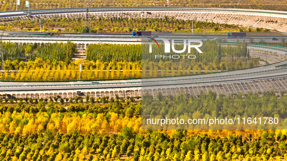 Trucks run on a highway along ecological shelterbelts along the Heihe River in Zhangye, China, on October 6, 2024. On both sides of the trai...