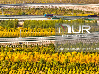 Trucks run on a highway along ecological shelterbelts along the Heihe River in Zhangye, China, on October 6, 2024. On both sides of the trai...