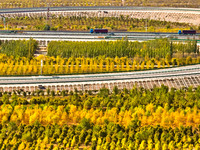 Trucks run on a highway along ecological shelterbelts along the Heihe River in Zhangye, China, on October 6, 2024. On both sides of the trai...