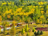 Ecological shelterbelts line the banks of the Heihe River in Zhangye, China, on October 6, 2024. (