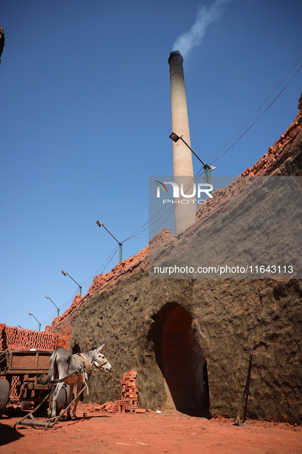 Red brick factory workers in Fayoum, Egypt, on October 5, 2024. 