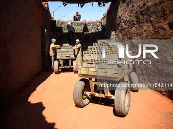 Red brick factory workers in Fayoum, Egypt, on October 5, 2024. (