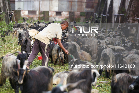 A Nepali government official from the quarantine division marks the healthy mountain goat at a subsidized outlet operated by the government...