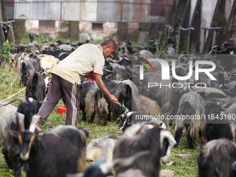 A Nepali government official from the quarantine division marks the healthy mountain goat at a subsidized outlet operated by the government...