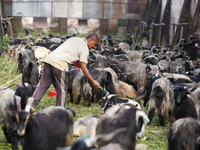 A Nepali government official from the quarantine division marks the healthy mountain goat at a subsidized outlet operated by the government...