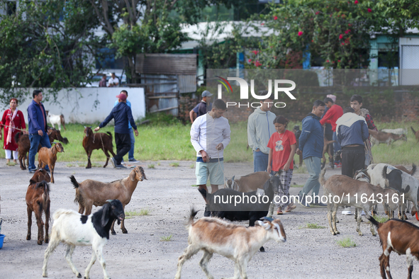 Nepali customers select he-goats for sacrifice at a subsidized outlet operated by the government in Kathmandu, Nepal, on October 6, 2024. 