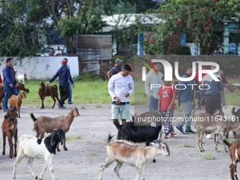 Nepali customers select he-goats for sacrifice at a subsidized outlet operated by the government in Kathmandu, Nepal, on October 6, 2024. (