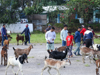 Nepali customers select he-goats for sacrifice at a subsidized outlet operated by the government in Kathmandu, Nepal, on October 6, 2024. (