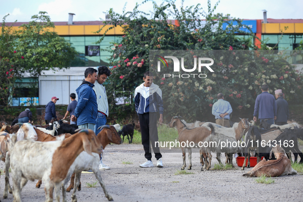 Nepali customers select he-goats for sacrifice at a subsidized outlet operated by the government in Kathmandu, Nepal, on October 6, 2024. 