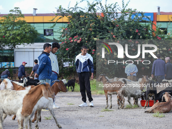 Nepali customers select he-goats for sacrifice at a subsidized outlet operated by the government in Kathmandu, Nepal, on October 6, 2024. (