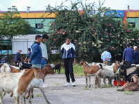 Nepali customers select he-goats for sacrifice at a subsidized outlet operated by the government in Kathmandu, Nepal, on October 6, 2024. (