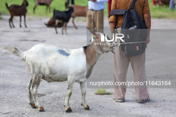 A Nepali customer holds a he-goat after selecting it at a subsidized outlet operated by the government in Kathmandu, Nepal, on October 6, 20...