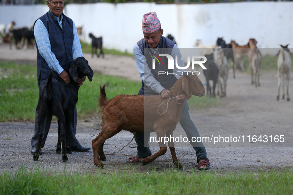 A Nepali customer checks the physique of a he-goat before purchasing it from a subsidized outlet operated by the government in Kathmandu, Ne...