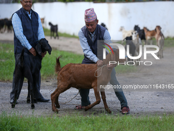 A Nepali customer checks the physique of a he-goat before purchasing it from a subsidized outlet operated by the government in Kathmandu, Ne...