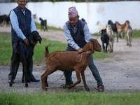 A Nepali customer checks the physique of a he-goat before purchasing it from a subsidized outlet operated by the government in Kathmandu, Ne...