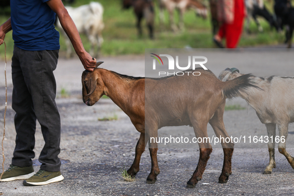 A Nepali customer drags a he-goat after selecting it at a subsidized outlet operated by the government in Kathmandu, Nepal, on October 6, 20...