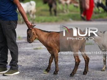 A Nepali customer drags a he-goat after selecting it at a subsidized outlet operated by the government in Kathmandu, Nepal, on October 6, 20...