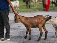 A Nepali customer drags a he-goat after selecting it at a subsidized outlet operated by the government in Kathmandu, Nepal, on October 6, 20...