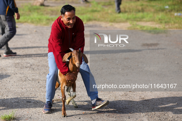 A Nepali customer drags a he-goat after selecting it at a subsidized outlet operated by the government in Kathmandu, Nepal, on October 6, 20...