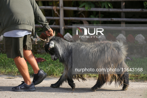 A Nepali customer drags a mountain goat after selecting it at a subsidized outlet operated by the government in Kathmandu, Nepal, on October...