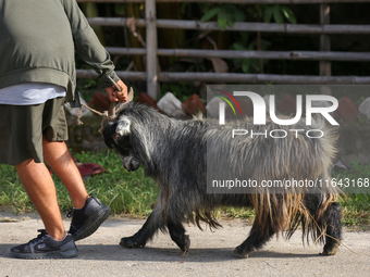 A Nepali customer drags a mountain goat after selecting it at a subsidized outlet operated by the government in Kathmandu, Nepal, on October...