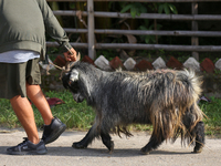 A Nepali customer drags a mountain goat after selecting it at a subsidized outlet operated by the government in Kathmandu, Nepal, on October...