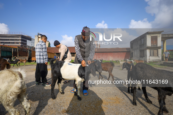 Nepali customers select he-goats for sacrifice at a subsidized outlet operated by the government in Kathmandu, Nepal, on October 6, 2024. 